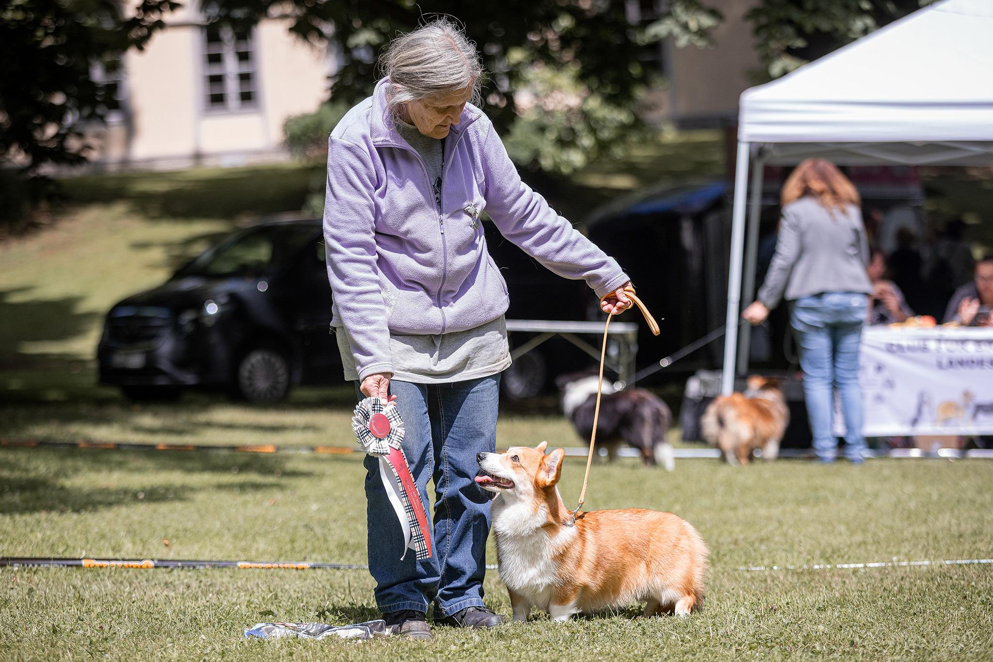 BOB Welsh Corgi Pembroke