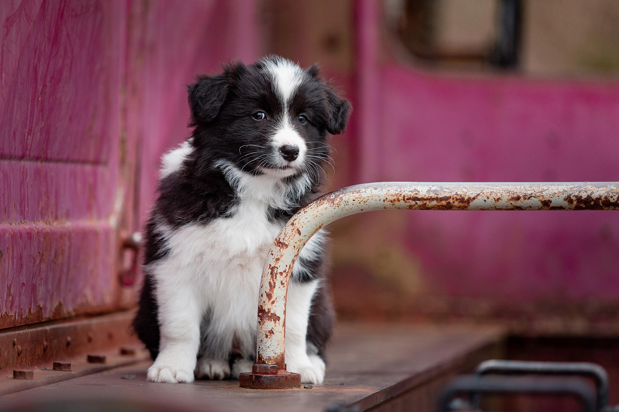 Border Collie Welpe im Stöffelpark