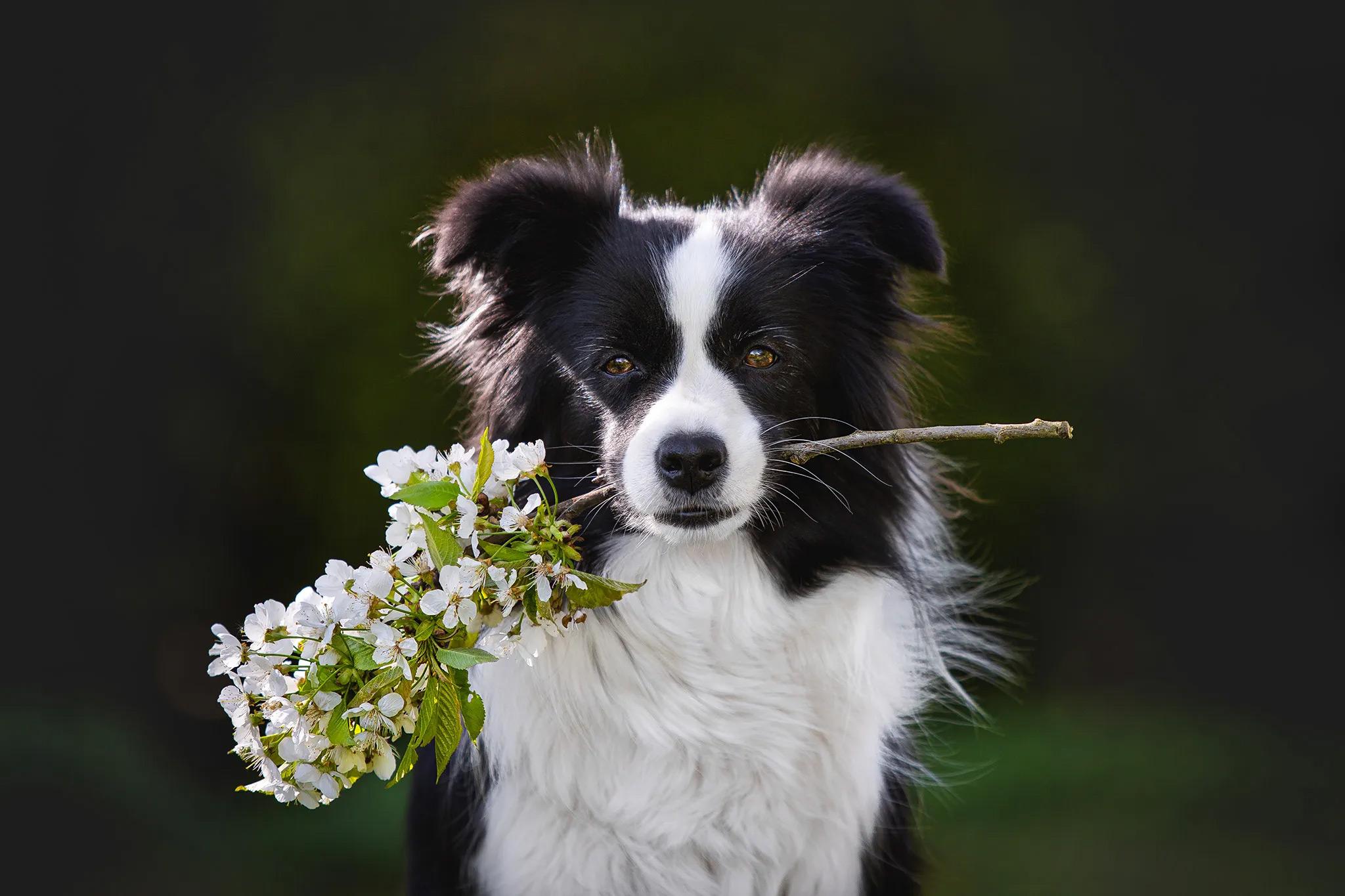 Border Collie mit blühendem Kirschzweig