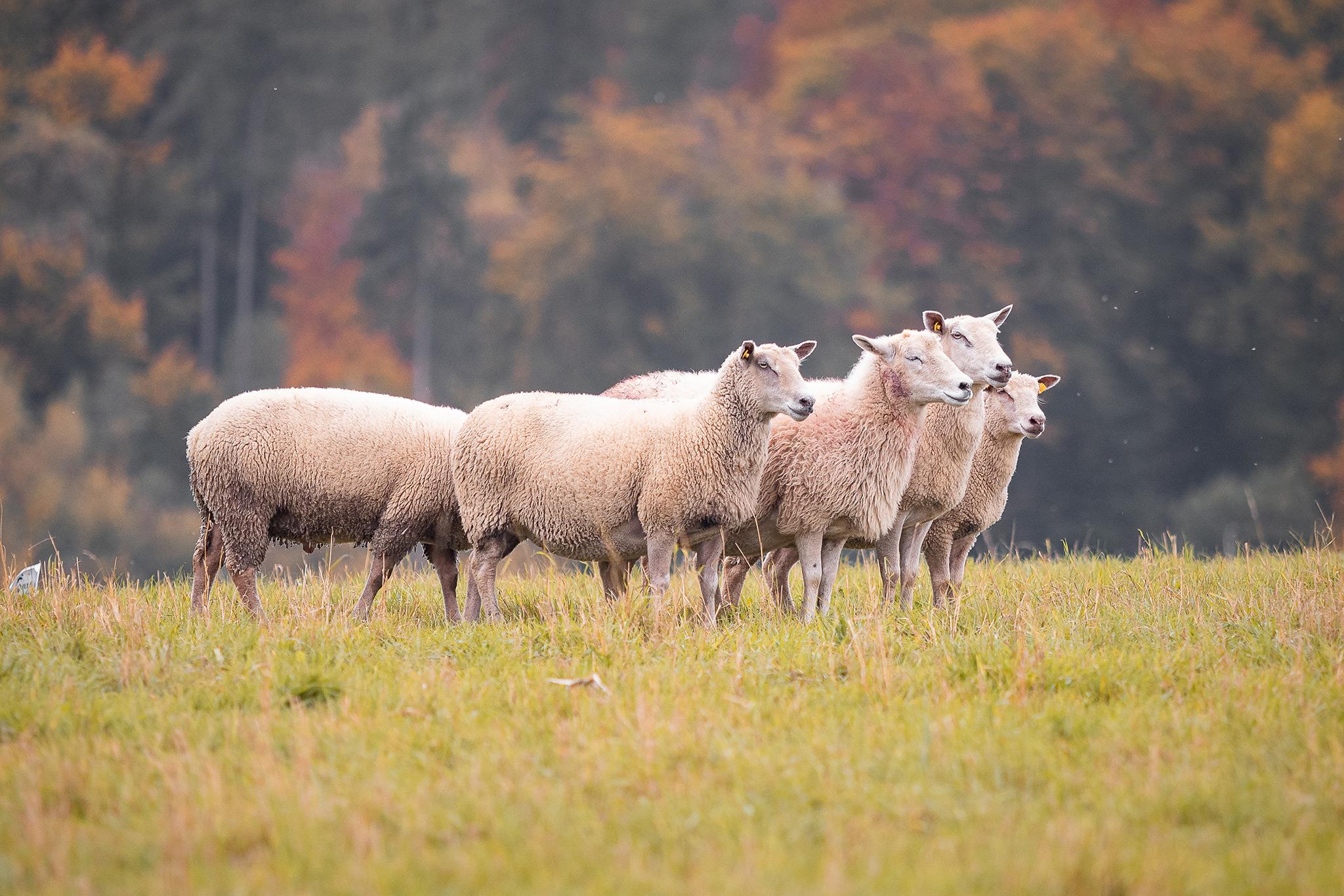 Hessentrial 2025 in Rauschenberg